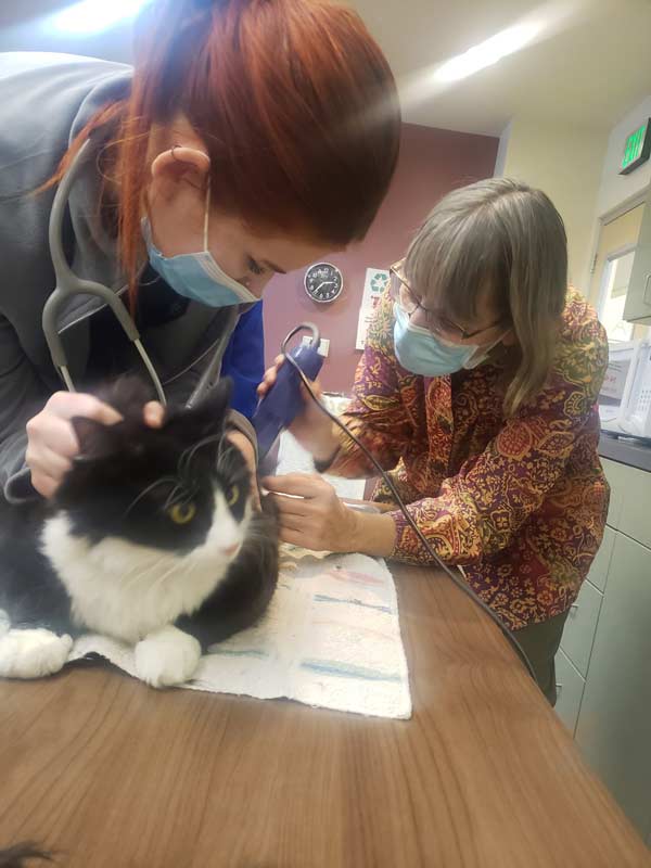 Vet and Vet Assistant looking at cat