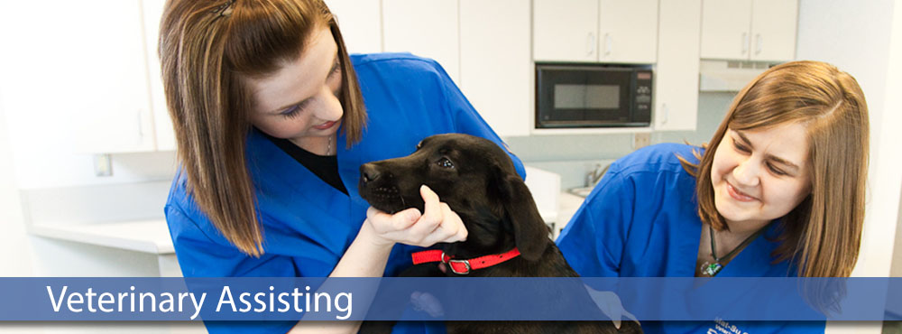 Veterinary Assisting Program Mat Su College